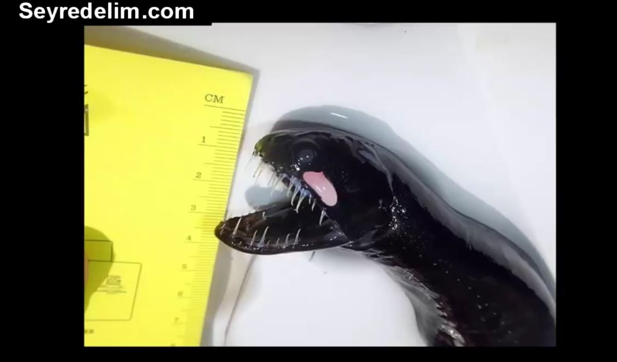 Vay Anası Dedirten 30 İlginç Hayvan