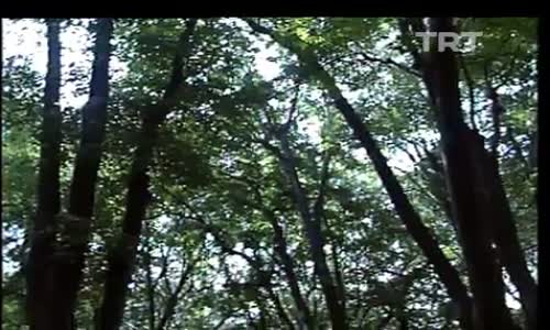 Neşe Karaböcek-Beni Şansıma Bırak 