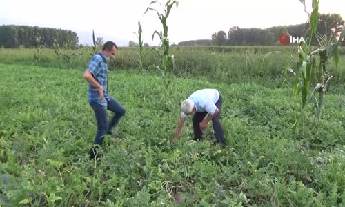 Yedikleri Karpuzdan Çıkan Çekirdekleri Dikip, Karpuz Bahçesi Yaptılar 
