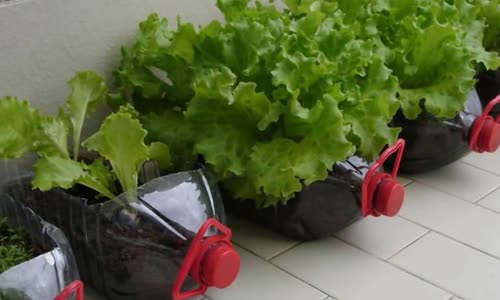 Pet Şişelerle İnanılmaz Bahçe Projeleri Tasarlama