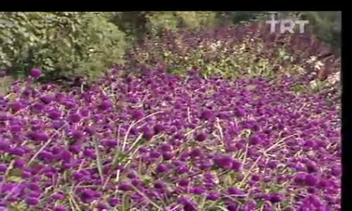 Hamiyet Yüceses-Gezdiğim Dikenli Aşk Yollarında