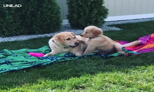 Yavrusuna Şaka Yapan Anne Golden