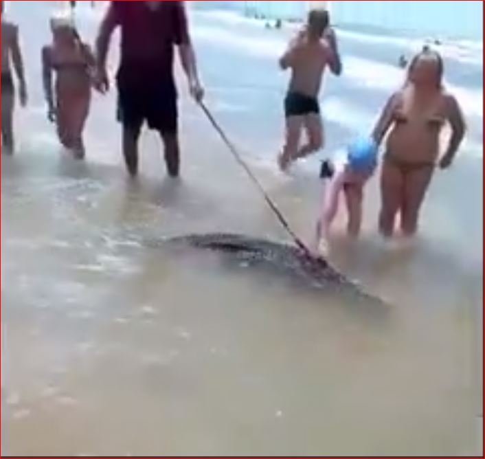 Çılgın Adamın Plajda Timsah Gezdirmesi