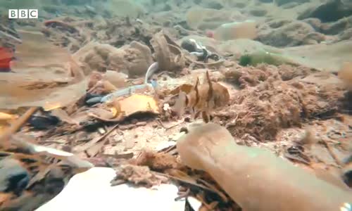 Antalya’da denizin dibinden çıkanlar- Maske, eldiven, cep telefonu, kurşun