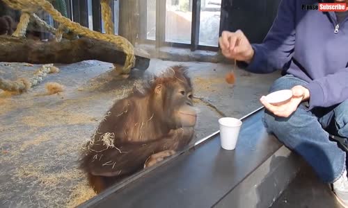 Komik Hayvan Videoları