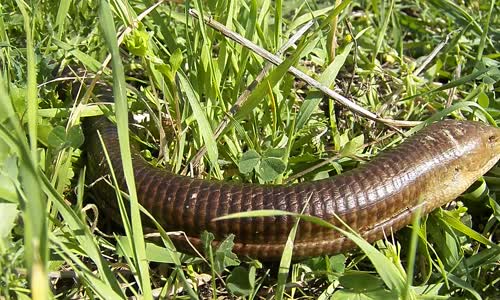 Nasıl Öldüğü Belli Olmayan Yılan