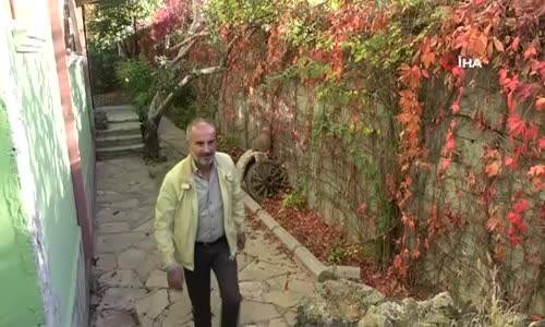 Anne Kedi, Dekoratif Küpün İçinde Dördüz Yavru Doğurdu