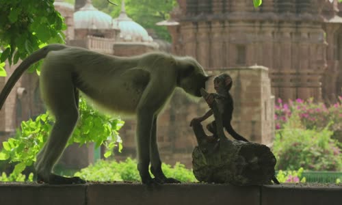 Oyuncak Maymunun Hareketsiz Kalmasına Üzülen Langur Maymunları