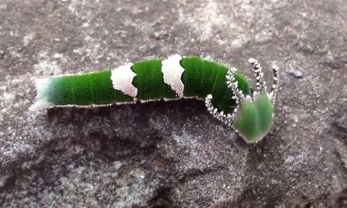 Ejder Başlı Tırtıl