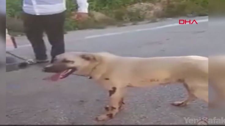 Çekicinin Arkasında Sürüklediği Köpeği Kanlar  İçinde Kaldı