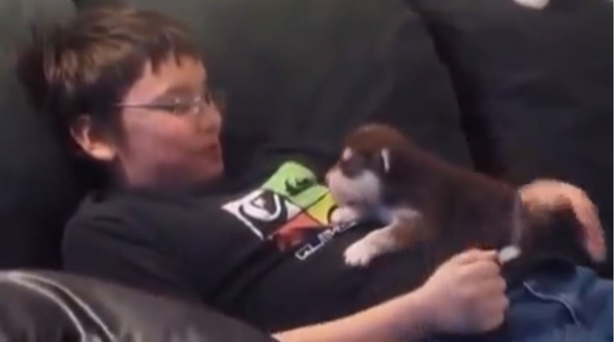 Kurt Gibi Ulumaya Çalışan Köpek