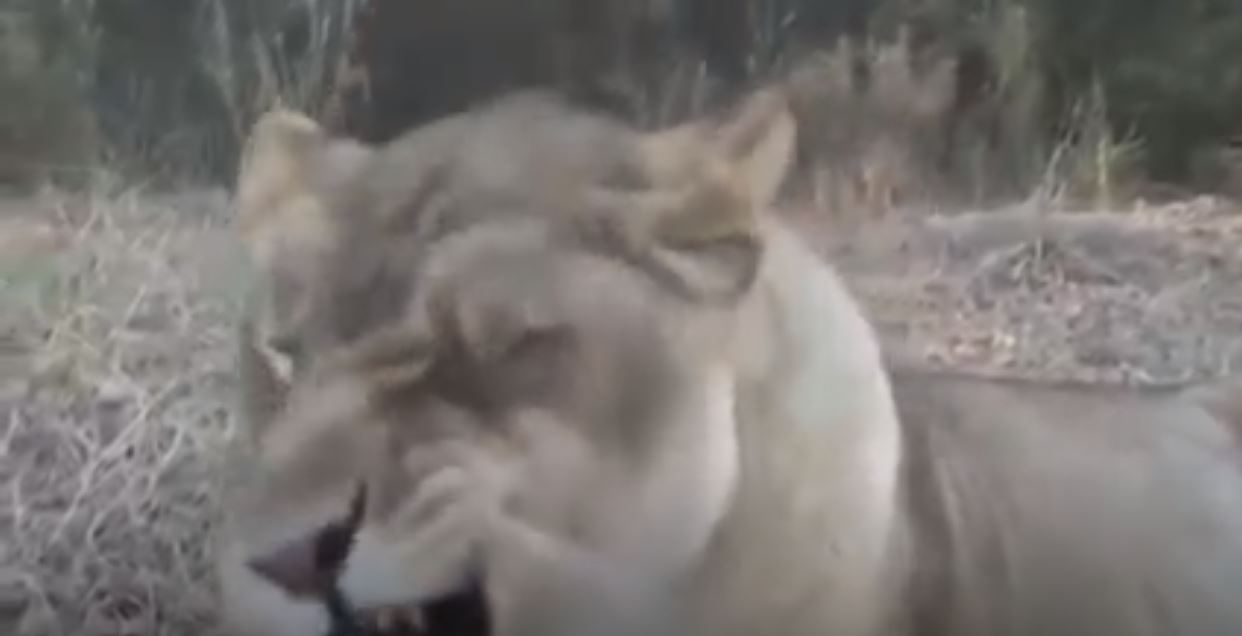 Hayvanların Hapşurması :)