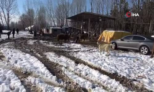 Tuzla’da ahırın çatısı çöktü, 60’a yakın hayvan kurtarıldı 