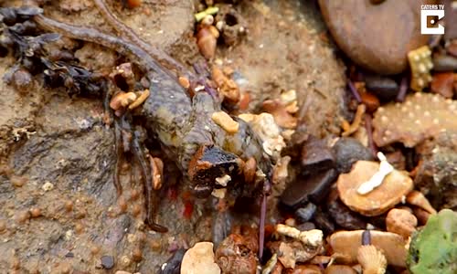  Ahtapot Toprak Üzerinde Yürümesi