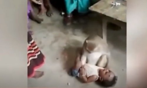 Bebek Hırsızı Maymun