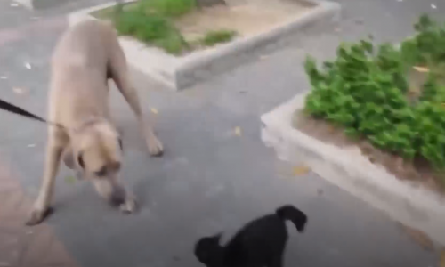 Yavrusunu Köpeğin Ağzında Gören Anne Kediden İnanılmaz Saldırı