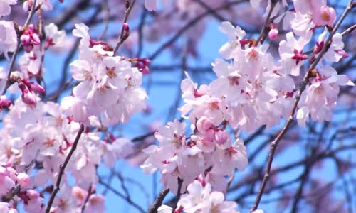 Doğa Sesleri - Sabah Güneş Doğarken Kuş Sesleri - Rahatlatıcı