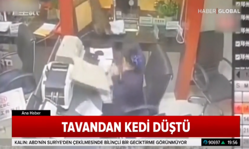 İş Yerinde Üzerine Kedi Düşen Kadın