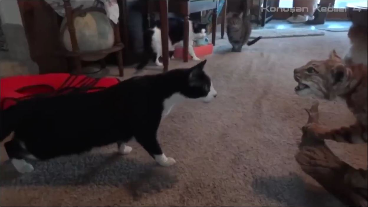 Konuşan Kediler 4 - En Komik Kedi Videoları