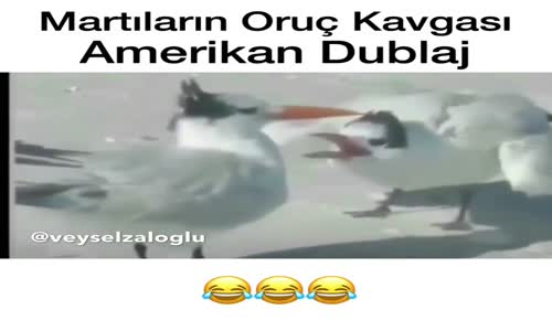 Martıların Oruç kavgası  Amerikan Dublaj