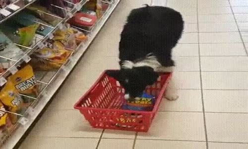 Köpeğimle Alışveriş Yapmak