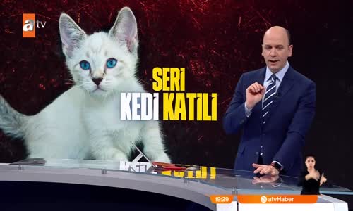Kedilere ne oluyor