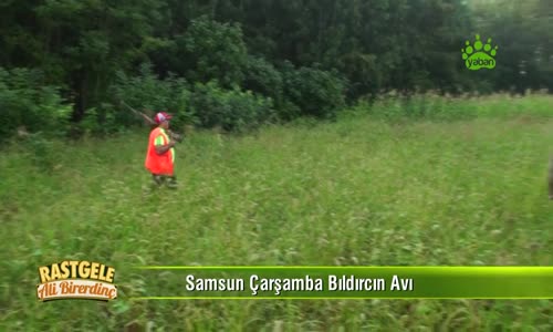Samsun Çarşamba Bıldırcın Avı Part 2 