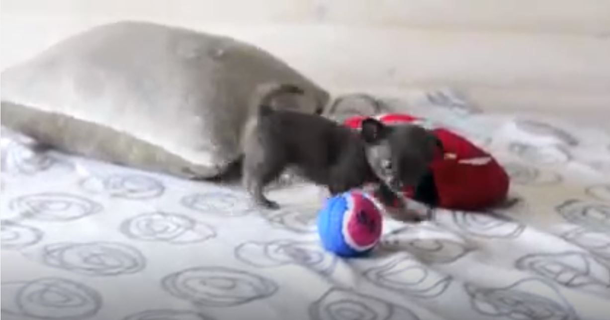 Topu İlk Kez Gören Köpek