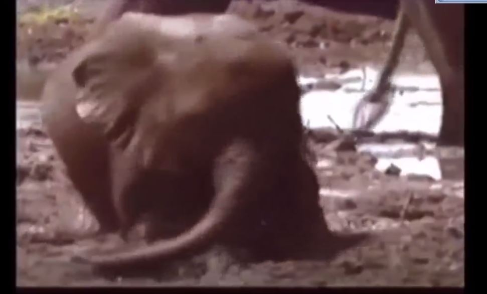 Filler Hakkında İlginç Bilgiler