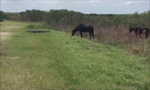 Florida Parkında Timsaha Saldıran At