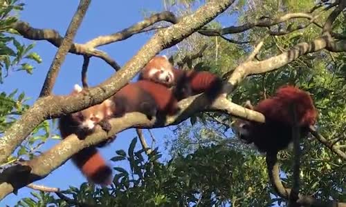 Kırmızı Renkli Üçüz Pandaların Sevimli Halleri