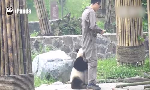 Seyredelim: Oyuncu dev panda bakıcının (zookeeper) 