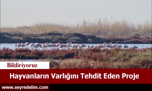 Hayvanların Varlığını Tehdit Eden Proje