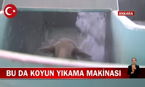 Ankara Kahramankazan Belediyesi'nden Çiftçilere Koyun Yıkama Hizmeti! İşte Görüntüler
