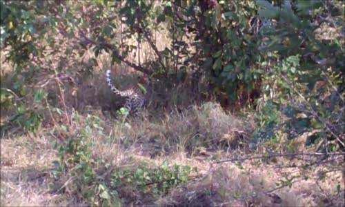 İki Leoparı Rezil Eden Piton!