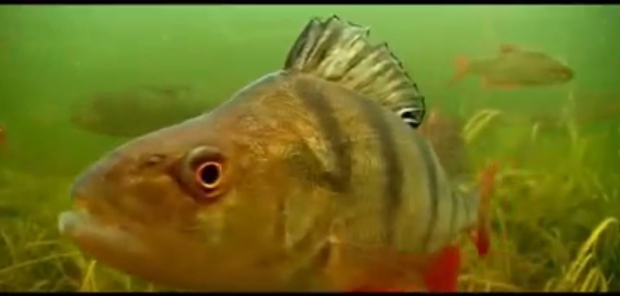 Denizin Büyülü Dünyası