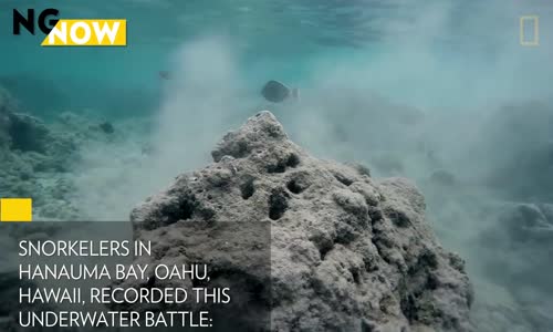 Yılan Balığı ve Ahtapotun Sualtındaki Muhteşem Kapışması!