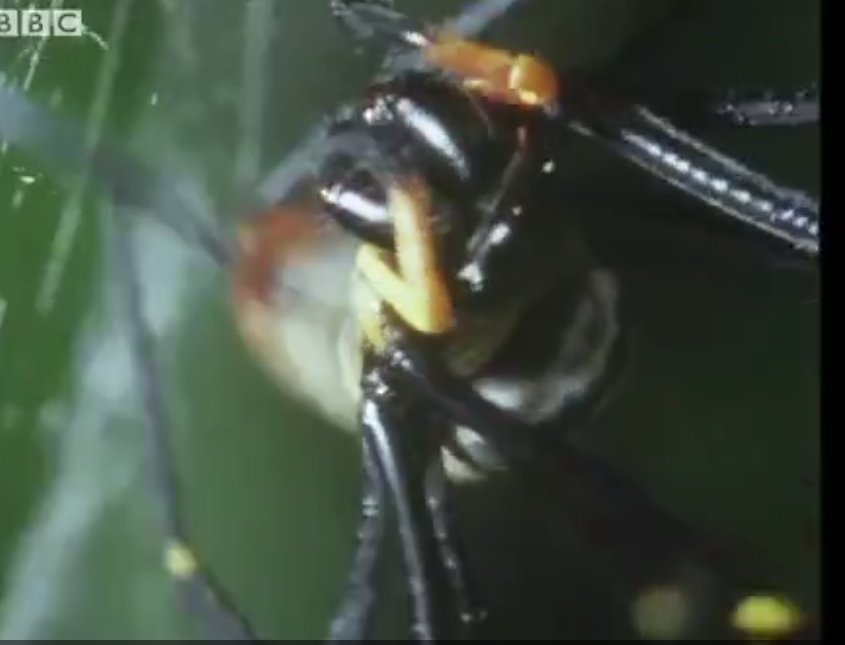 Büyük Örümceğin Avını Çalan Küçük Örümcek