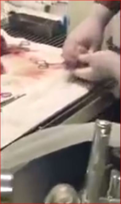 Yavru Köpekler Ölü Doğunca Yaşatan Doktor