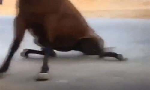 Atın Dört Nalda İken Durmaya Çalışması