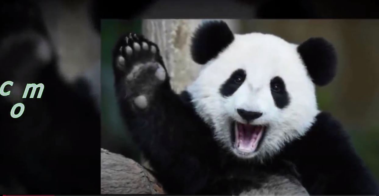 SİZİ ÖLDÜREBİLECEK 10 SEVİMLİ HAYVAN