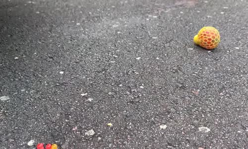 Araba - Istakoz Testi # 144