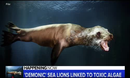 WHEN DEMONICALLY POSSESSED SEA LIONS ATTACK! YES, THIS IS AN ACTUAL NATIONAL NEWS STORY!