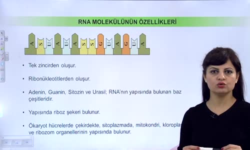 EBA BİYOLOJİ LİSE - NÜKLEİK ASİTLERİN KEŞFİ VE ÖNEMİ - DNA VE RNA - RNA