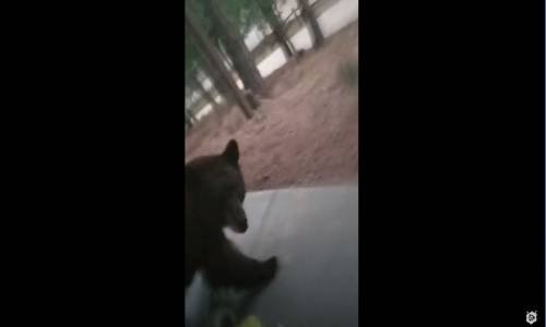 Kapı Arkasında Köpek Sanıp Ayı Çıkması