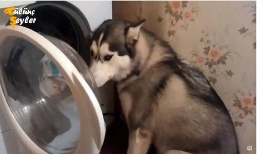 Gülünç Şeyler Komik Suçlu Köpekler