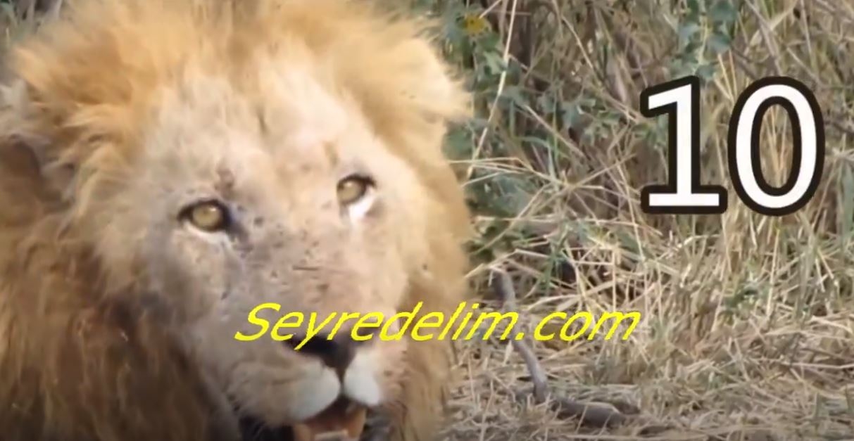 Hayvanlar Aleminin Kralı Aslanlar Hakkında 10 İlginç Bilgi