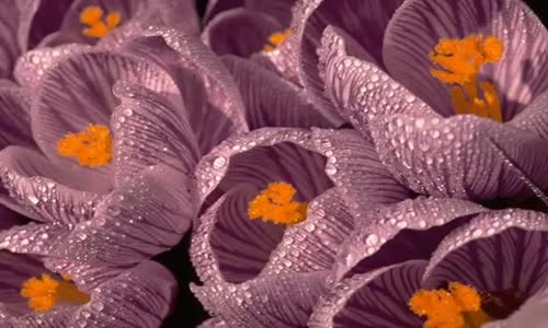 Özcan Deniz  Seyreyle Güzel 