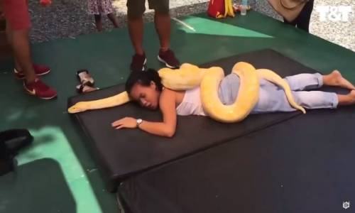 Hayvanat Bahçesinde Pitonlarla Yapılan Ürpertici Masaj