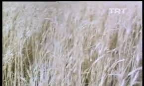 Adıyaman'da Buğday Üretimi